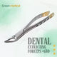 Dental Tooth Extracting Forceps# 150 With Serrated Jaws Premium Quality